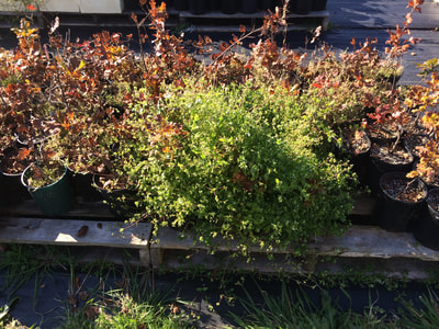 Work Party October 20, 2018 - 1