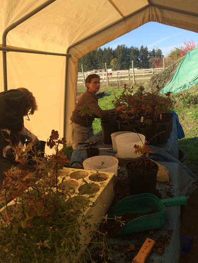 Work Party October 20, 2018 - 6