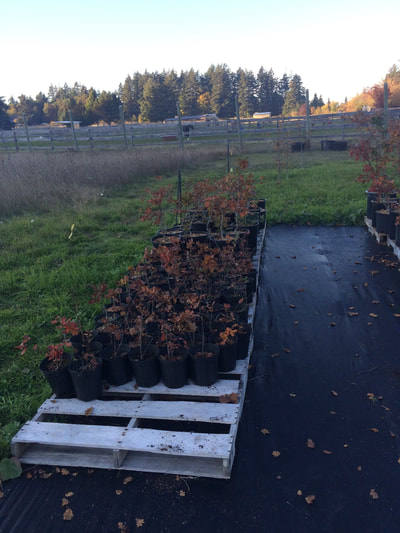 Work Party October 20, 2018 - 10