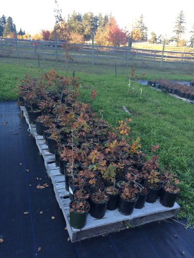 Work Party October 20, 2018 - 11