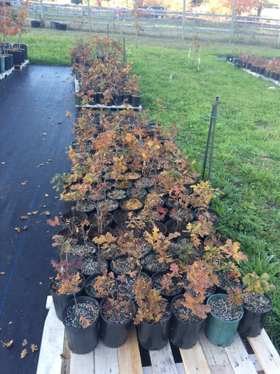 Work Party October 20, 2018 - 12