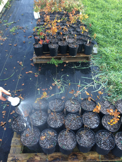 Work Party October 20, 2018 - 13