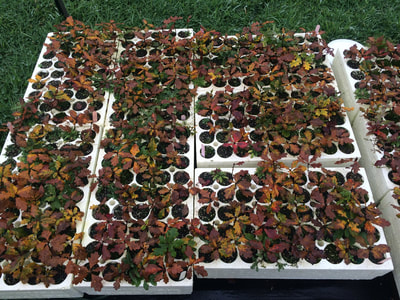 Work Party November 3, 2018 - 1