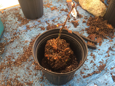 Work Party November 3, 2018 - 2