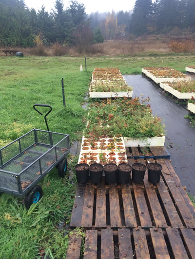 Work Party November 3, 2018 - 4