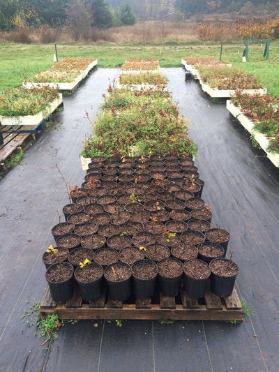 Work Party November 3, 2018 - 5