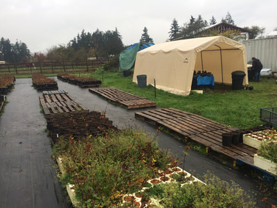 Work Party November 3, 2018 - 6