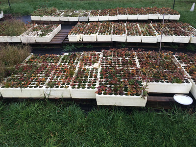 Work Party November 3, 2018 - 7