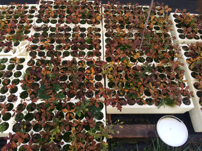 Work Party November 3, 2018 - 9