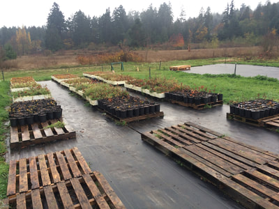 Work Party November 3, 2018 - 11