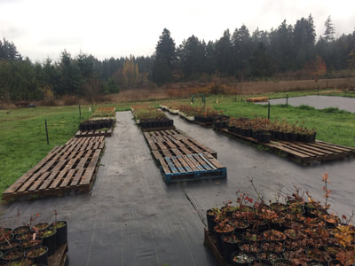 Work Party November 3, 2018 - 12