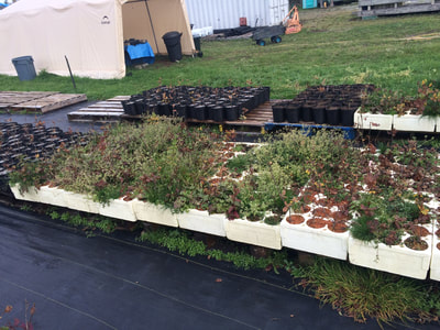 Work Party November 11, 2018 - 2