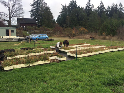 Work Party November 11, 2018 - 3