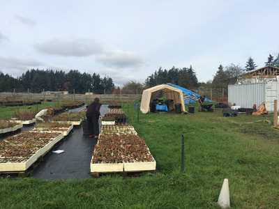 Work Party November 11, 2018 - 4