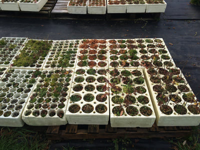 Work Party November 11, 2018 - 5