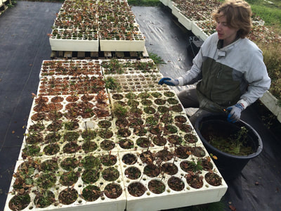 Work Party November 11, 2018 - 6