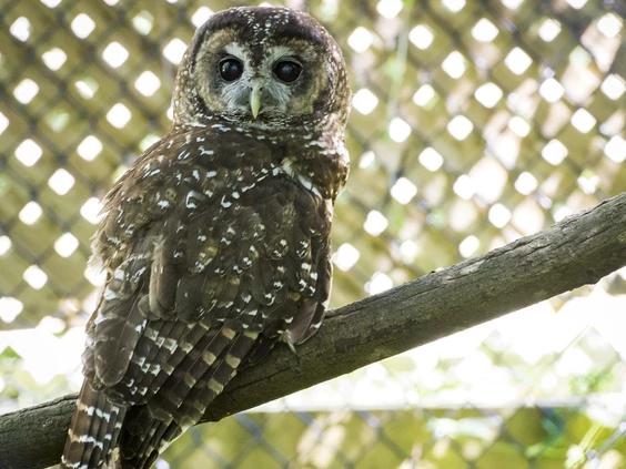 Opinion: B.C.’s commitment to biodiversity put on hold
