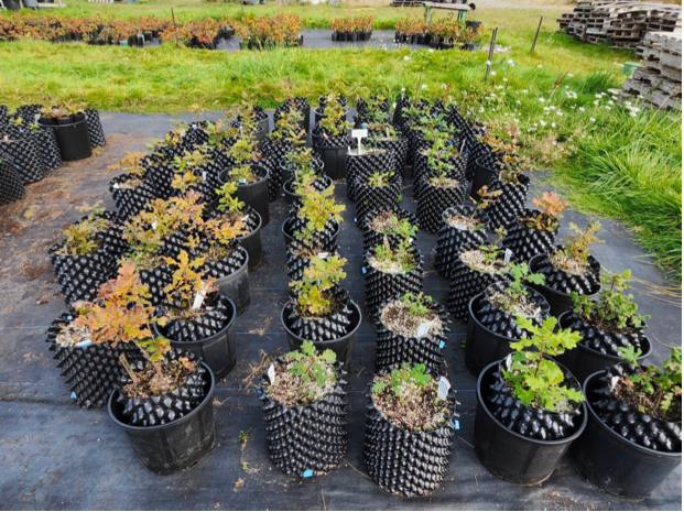 Nursery – Air Prune Seedlings to Saanich, Victoria and Langford Municipalities